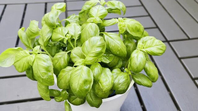 Fresh basil leaves. Green basil.  Classic herbs for salads and sauces of Italian and French cuisine. Close up selected focus.