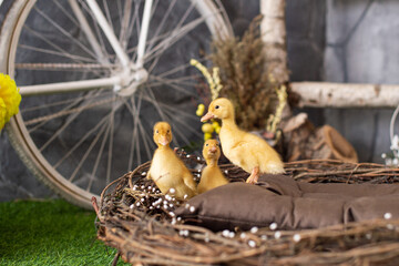 Yellow ducklings in a wooden basket