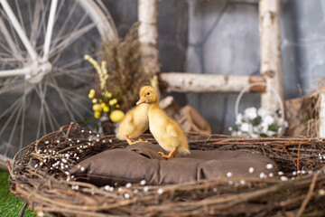 Yellow ducklings in a wooden basket