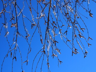 A birch branch in ice after freezing rain against blue sky
