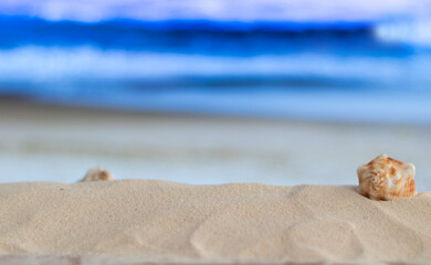 Fototapeta na wymiar Caracola en arena con fondo de mar desenfocado