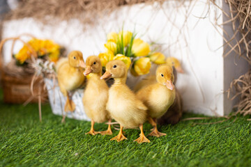 Yellow ducklings walk on green grass