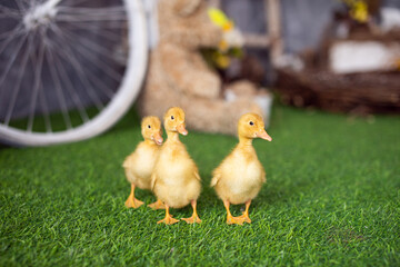Yellow ducklings walk on green grass