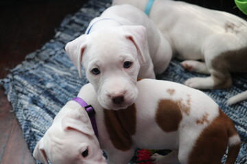 Pitbull Pups