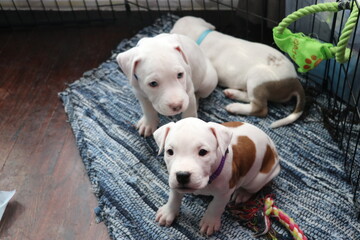 Obraz premium Pitbull Pups