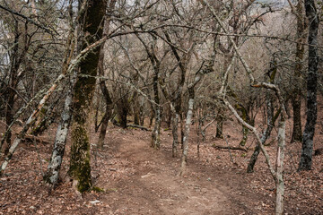 Forest at foot of Ilyas-Kaya Mountain. Crimea