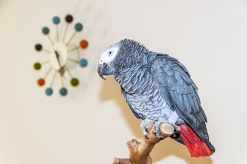 African grey parrot