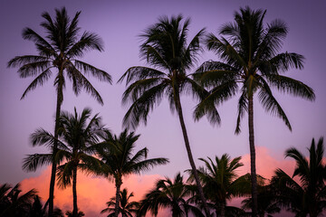 Fototapeta na wymiar Silhouette of palm trees at sunset against a background of glowing purple and pink clouds - concepts of tropical, vacation, holiday, travel, tourism