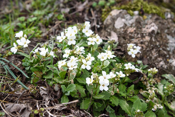Arabis recta flowers in spring