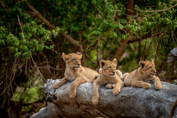 Lion cubs laying on a fallen tree.