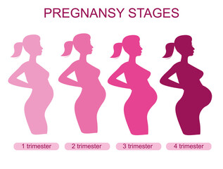 Pregnant female silhouettes. Changes in a woman's body in pregnancy. A pregnant woman in the 1st, 2nd, 3rd trimesters. Pregnancy main stages. Infographics. Flat cartoon illustration isolated.