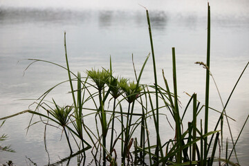 green aquatic plants.