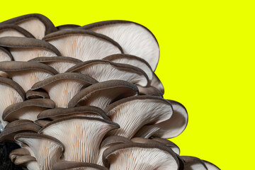 Brown Oyster Mushrooms on a Yellow Background, Macro. 