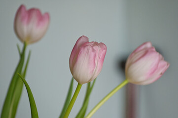 Pink and White Tulips in the Kitchen