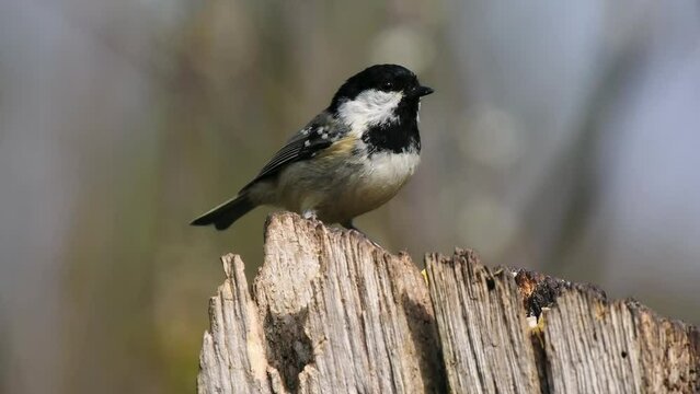 Coal Tit Perched on a Branch