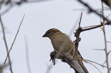A Female House Sparrow in a Tree
