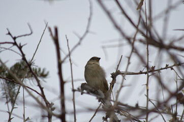 A Female House Sparrow in a Tree