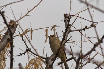 A Female House Sparrow in a Tree