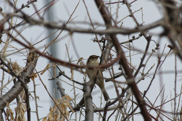 A Female House Sparrow in a Tree