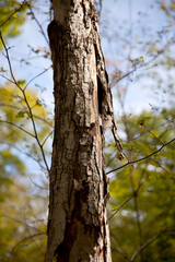 Fototapeta premium Various tree trunks shot along a hiking trail in Ontario.