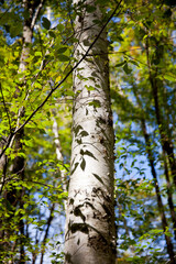 Obraz premium Various tree trunks shot along a hiking trail in Ontario.