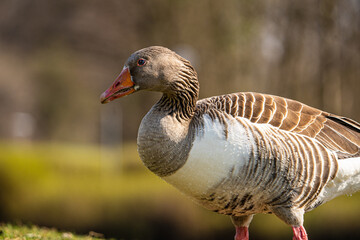 grey goose in the grass
