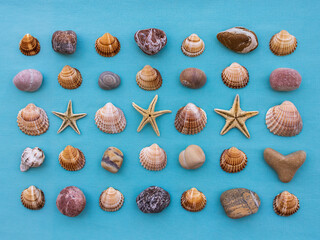 Flat lay seashells, pebbles and starfish on blue background