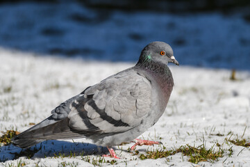 Domestic pigeon bird. Columba livia domestica.