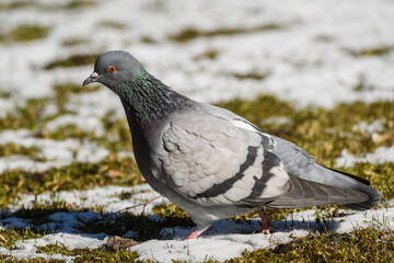 Domestic pigeon bird. Columba livia domestica.