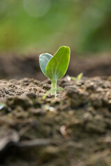 closeup the ripe green pumpkin vine plant seedling and soil heap in the farm soft focus natural green brown background.