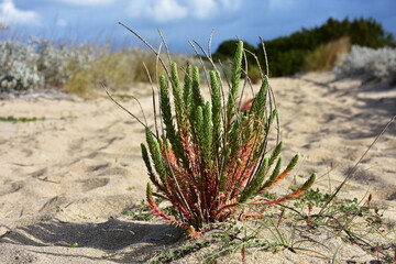 Euphorbia paralias, the sea spurge on the Voidokilia beach near town Pylos
