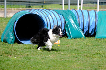 Dog agility in action. The dog exiting the tunnel. 
