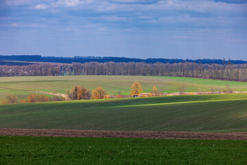 Green fields in Ukraine on Spring.