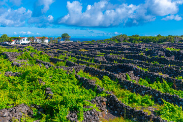 Volcanic vineyards at Pico island in Portugal