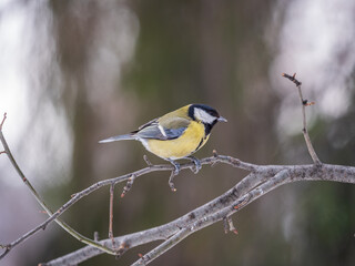 Cute bird Great tit, songbird sitting on a branch without leaves in the autumn or winter.