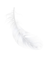 Realistic Feather Illustration