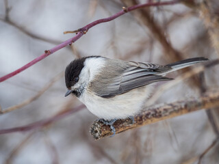 Cute bird the willow tit, song bird sitting on a branch without leaves in the winter.