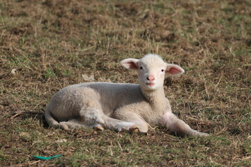young sheep looking at the camera, free in the field.