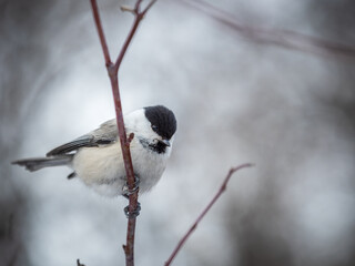 Cute bird the willow tit, song bird sitting on a branch without leaves in the winter.