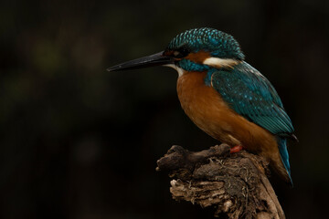 Kingfisher on his perch waiting to launch his prey selective focus