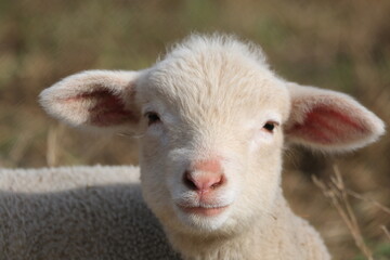 young sheep looking at the camera, free in the field.