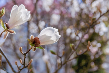 Blooming white magnolia tree in Zielona Góra, Poland, 04/03/2022. Bloom season.