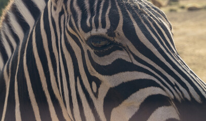 Fototapeta na wymiar Side view of a zebra's face. Close-up portrait of a zebra. Black and white stripes on the skin of a zebra.