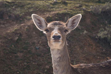 Red deer (Cervus elaphus) on alert looking at the camera. Portrait of a young wild deer with brown fur. 