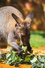 eating kangaroo