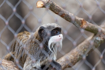 close up of a monkey