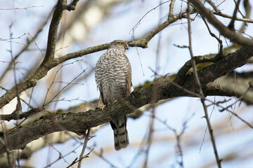 Eurasian sparrowhawk sitting on a tree branch
