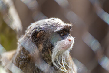 close up of a monkey