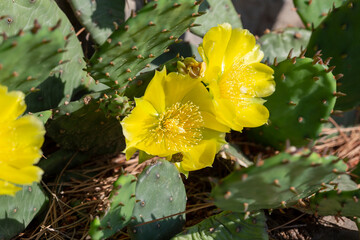 Blooming prickly pear cactus close up