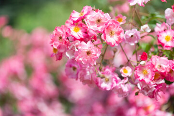 Blooming pink roses close up